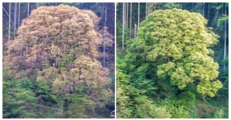 Unde se gaseste arborele legendar din Romania care este verde si <span style='background:#EDF514'>IARNA</span>. I se mai spune si copacul fermecat