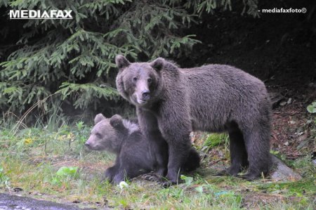 Ursii au ajuns in doua localitati din Harghita. Autorita<span style='background:#EDF514'>TILE</span> au luat masuri