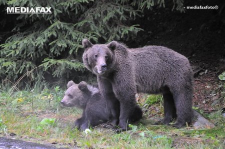 Ursii au ajuns in doua localitati din Harghita. Autoritatile au luat masuri