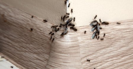 Cum scapam definitiv de furnici cu doar trei ingrediente ieftine si eficiente pe care le avem la indemana