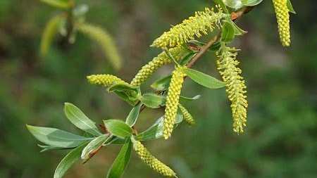 Duminica Floriilor - traditii, obiceiuri si superstitii. De ce se sfintesc ramuri de salcie