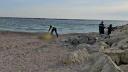 Un barbat a murit inecat in mare, in Mamaia, de Florii. <span style='background:#EDF514'>TRUPUL</span> sau a fost gasit pe plaja