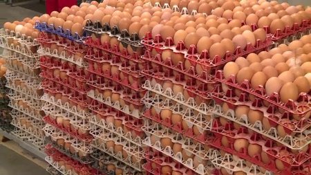 Cum testam prospetimea unui ou. Alimentul minune <span style='background:#EDF514'>BOGAT</span> in nutrienti si cu cele mai multe minerale intr-un continut asa mic