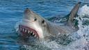 Un turist a fost atacat de rechin in ultima zi de vacanta in <span style='background:#EDF514'>CARA</span>ibe. 