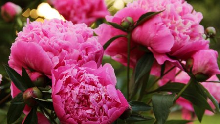 Florile care atrag bogatia si <span style='background:#EDF514'>SUCCES</span>ul in viata ta ca un magnet. Cu bujorul dai lovitura!