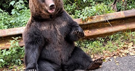 Consecintele hranirii ursilor la marginea drumului. Seful Salvamont Arges: Nu-ti bate joc de el incurajandu-i cersitul!