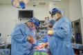 S-a realizat al doilea transplant de rinichi de porc catre un pacient uman