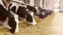 Noua pandemie care ameninta planeta: gripa aviara, depistata la vaci