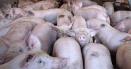 Focar de pesta porcina africana in Olt. Peste 11.000 de porci sacrificati. Se interzice accesul cu animale vii in targuri
