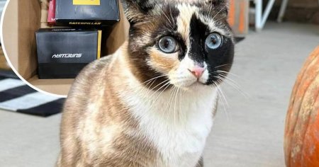 O pisica a fost expediata din greseala mii de kilometri cu un colet pe care stapanii sai l-au returnat. Cum a fost recuperata
