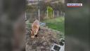 Animalul care ataca oameni in padurile din jurul Bucurestiului. Mai multe persoane au ajuns la spital