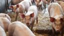 Alerta de pesta porcina intr-un judet din Romania! Peste 11.000 de animale au fost sacrificate la o ferma