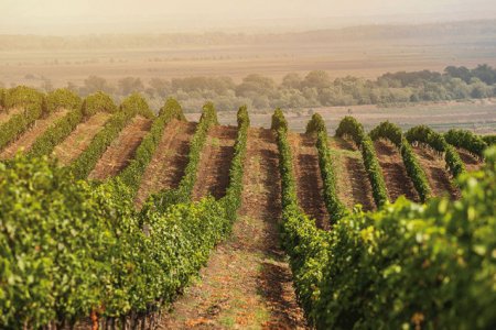 Bursa. Producatorul de vinuri Purcari cheama actionarii sa voteze un dividend cu randament de 4,5%. Plata, pe 16 august