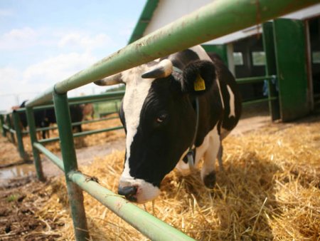 OMS: Gripa aviara s-ar putea raspandi la vacile din toata lumea