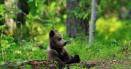 Un urs brun a fost semnalat la Ghimpati, Giurgiu. Viceprimarul localitatii: Este vorba despre un pui de urs, ratacit de habitatul in care traieste