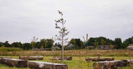 Ecologie dincolo de moarte: unde va fi amenajat primul cimitir ecologic din Romania