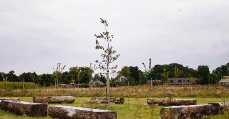 Primul cimitir ecologic din Romania! Unde va fi amenjat si pentru cati ani poate fi inchiriat un loc de veci