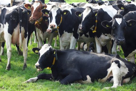 OMS: Exista riscul ca gripa aviara sa se extinda la vaci din afara SUA