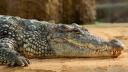 COMENTARIU Lelia Munteanu: Ridicola greseala a crocodilului