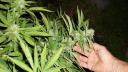 Marijuana este reclasificata oficial drept drog mai putin periculos, intr-o miscare istorica a agentiei americane antidrog