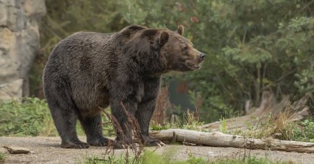 Doi ursi au intrat in curtea lui Adrian Nastase! Ce a patit un vecin al fostului premier