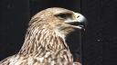 O acvila de camp extrem de rara in Europa se recupereaza la Targu Mures, dupa ce a fost salvata de ornitologi