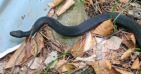 Vipera neagra intalnita de un detectorist de metale pe o poteca din Muntii Buzaului. Este o specie destul de rara