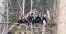 Un grup de turisti, intalnire de gradul zero cu patru ursi, pe t<span style='background:#EDF514'>RASE</span>ul 
