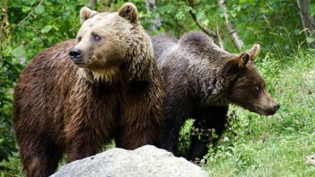 Un <span style='background:#EDF514'>GRUP</span> de turisti a cerut ajutorul jandarmilor dupa a intalnit patru ursi
