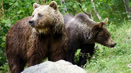 Un grup de turisti a cerut ajutorul jandarmilor dupa a intalnit patru ursi