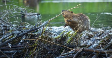 Inginerul ecosistemelor, revenire spectaculoasa dupa o absenta de secole. Programul de repopulare a castorilor, un succes