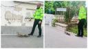 Imagini virale cu un politist local din Cluj care ajuta o rata cu boboci sa ajunga inapoi in lac. 