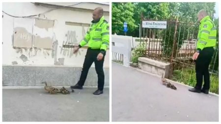 <span style='background:#EDF514'>IMAG</span>ini virale cu un politist local din Cluj care ajuta o rata cu boboci sa ajunga inapoi in lac. Ce bine faceti! VIDEO