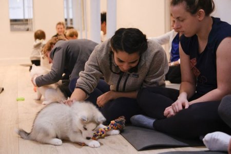 Puppy yoga a fost interzis in Italia dupa ce au fost raportate presupuse rele tratamente asupra <span style='background:#EDF514'>ANIMALELOR</span>