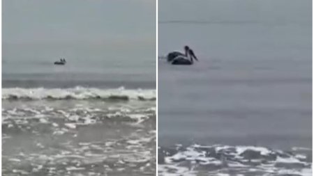 Prezenta neobisnuita in Marea Neagra: Un card de pelicani a fost surprins de turisti in Navodari