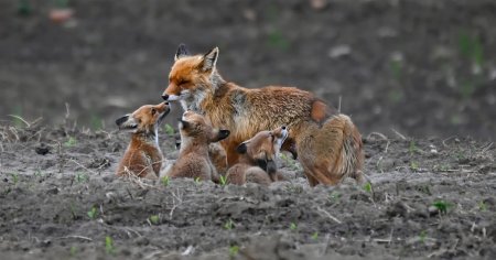 Imagini induiosatoare cu o familie de vulpi surprinse pe <span style='background:#EDF514'>VALEA MURESULUI</span>: Mama vulpe, regala FOTO VIDEO