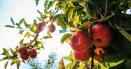 Ce trebuie sa pui la radacina pomilor fructiferi in luna mai, ca sa nu se scuture fructele. Vor fi protejate si de vreme rea, si de daunatori