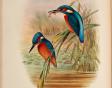 Descoperire exceptionala: o carte foarte rara cu ilustratii realizate de Bird Man- John Gould pentru clasificarile lui Darwin