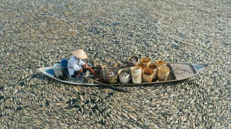 Imagini dramatice cu pescari din Vietnam printre sute de mii de pesti morti, pe o suprafata de sute de hectare. FOTO