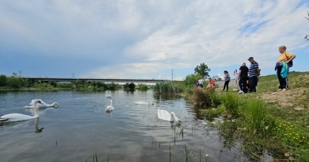 Lacul lebedelor de pe <span style='background:#EDF514'>RAUL</span> Strei din Hunedoara, invadat de turisti. Este plin de pasari prietenoase VIDEO