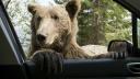 Un urs a tarat in padure cadavrul unui sofer mort intr-un accident rutier