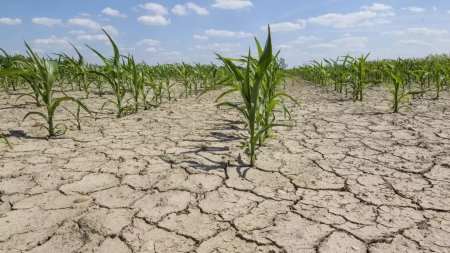 Agricultorii din sudul si estul tarii, amenintati de o noua confruntare – seceta extrema