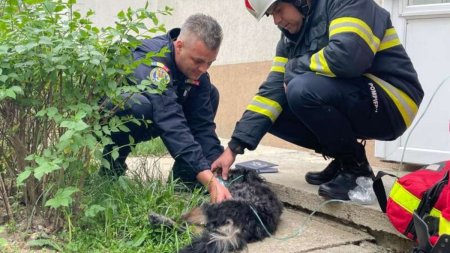 Catel salvat dintr-un incendiu izbucnit de la o candela, intr-un apartament din Pitesti