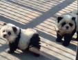 Un parc zoo din China, acuzat ca a bagat caini vopsiti in alb si negru in cusca ursilor panda