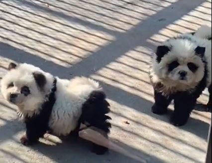 Un parc zoo din China, acuzat ca a bagat caini vopsiti in alb si negru in cusca ursilor <span style='background:#EDF514'>PANDA</span>