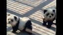 O gradina zoologica a vopsit mai multi caini pe care i-a prezentat apoi ca ursi panda. Ce a urmat VIDEO