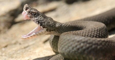 Pasiunea fatala a unui tanar: a murit dupa ce ar fi fost muscat de reptilele pe care le crestea. A incercat sa se salveze, de aia si-a pus garoul