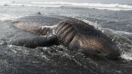 Carcasa unei balene pe cale de disparitie a fost <span style='background:#EDF514'>DESCO</span>perita pe prova unei nave de croaziera din New York