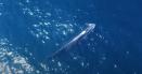 Balenele sei au reaparut in largul coastelor Patagoniei, la 100 de ani dupa ce au fost considerate disparute VIDEO