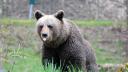 Alerta in Pitesti! Un urs a fost observat in oras | A fost convocat Comitetul Local pentru Situatii de Urgenta